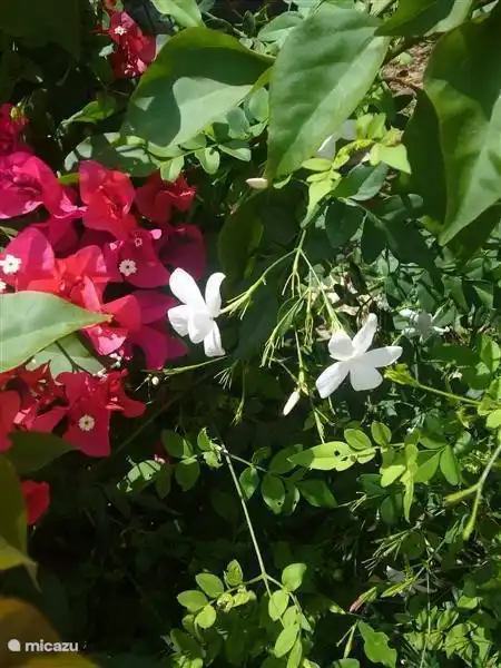Bougainvillea und Jasmin
