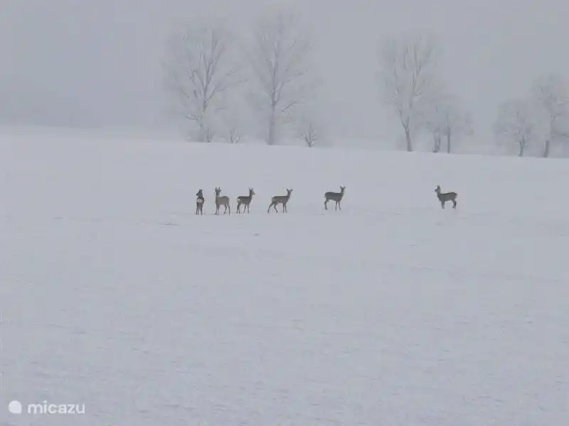 Seeing deer and storks is no exception