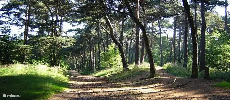 Maasduinen Bereich für schöne Wanderungen und Radtouren