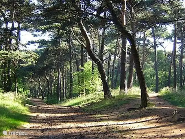 De Zanderhoeve huren in Nederland, Limburg, Wellerlooi - boerderij Maasduinen gebied voor schitterende wandel- en fietstochten