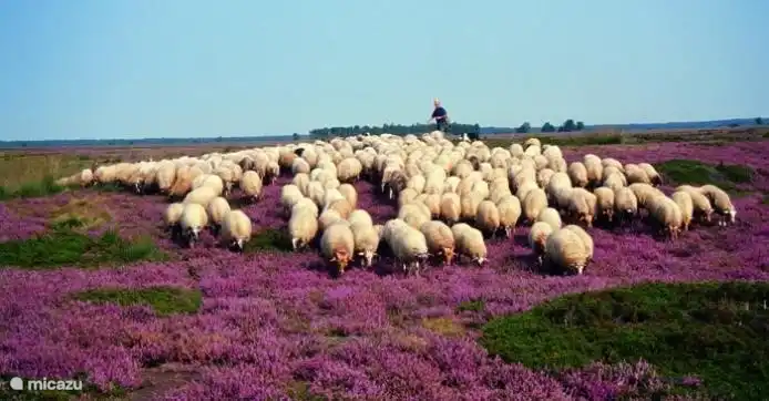 Hirte mit Schafen in der Region Maasdünen Region