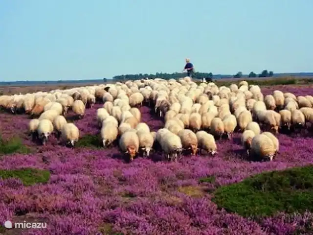 De Zanderhoeve huren in Nederland, Limburg, Wellerlooi - boerderij herder met schapen in het maasduinengebied