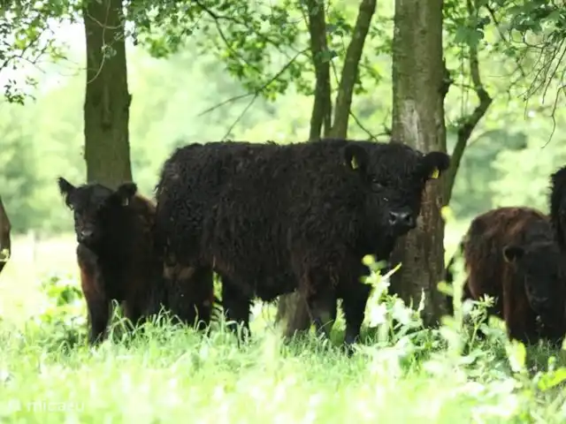 De Zanderhoeve huren in Nederland, Limburg, Wellerlooi - boerderij Galloway runderen grazen in het maasduinengebied