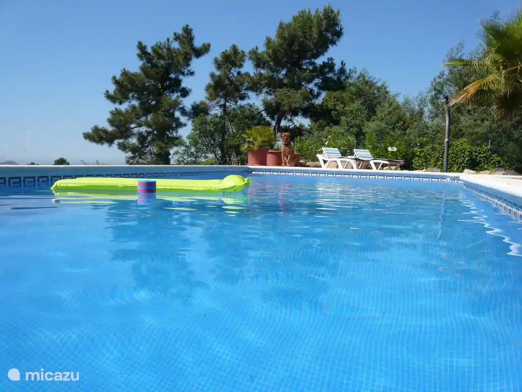 Next to the palm is a solar shower. The dog is not included.