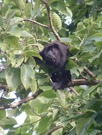 Brüllaffen im Dorf!