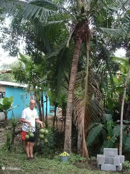 Kokosnuss aus dem eigenen Garten