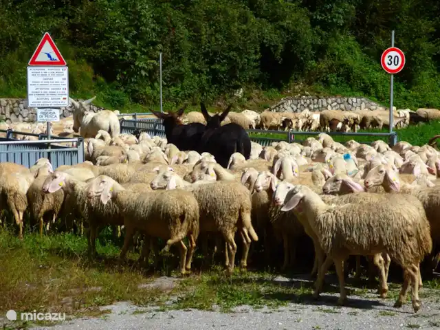 Location de Vacances Italie, Dolomites, Andogno, maison de vacances - La Belle Vita La nature passe par la porte.