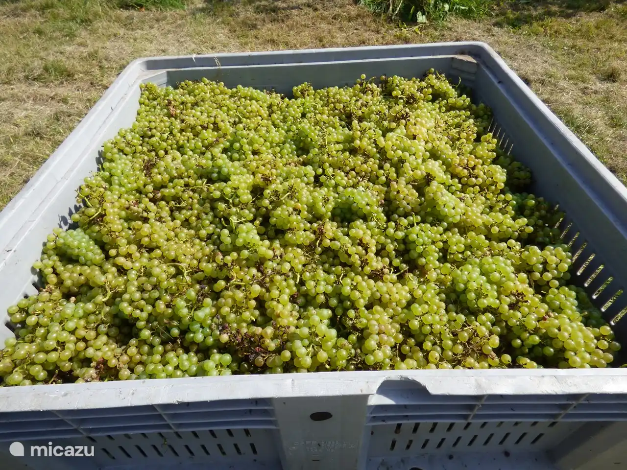 Vendanges fin septembre. Des vins délicieux !