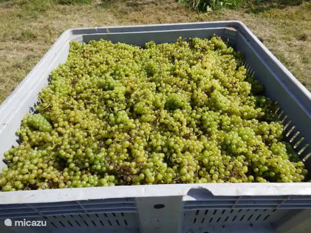 Location de Vacances Italie, Dolomites, Andogno, maison de vacances - La Belle Vita Vendanges fin septembre. Des vins délicieux !