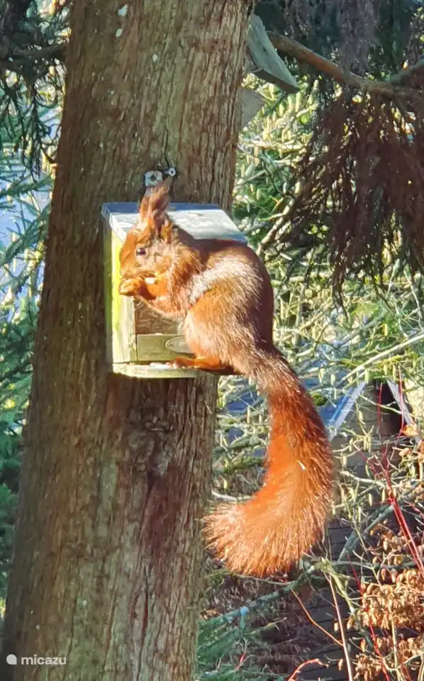 Die Eichhörnchen tauchen oft im Garten auf, besonders wenn Sie Erdnüsse in die Futterstelle geben.