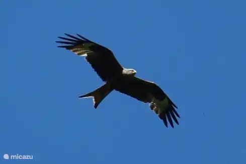 Bussarde sieht man oft über sich hinwegfliegen, aber der rote Wow ist etwas seltener.