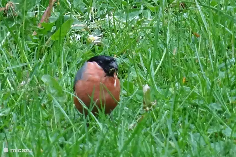 Der Dompfaff kratzt gerne in unserem Garten herum.