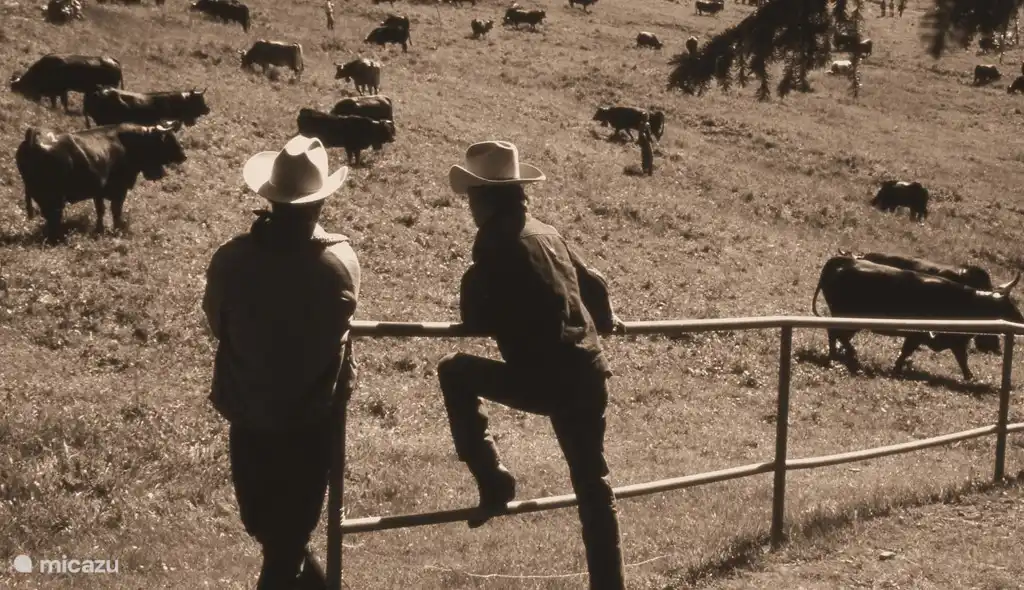 In het voorjaar gaan de koeien weer de weide in hier bij Plan Mayens.
