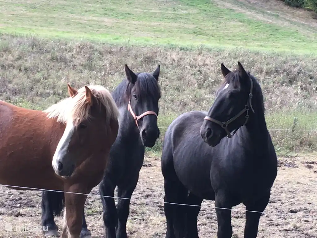 Pferde am hinteren Weg