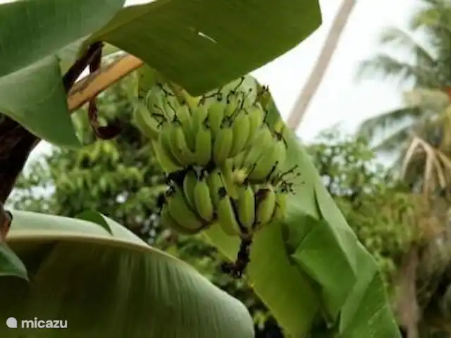 villa en Tailandia, Ko Samui, Koh Samui – Idílica villa de lujo en Samui el jardín