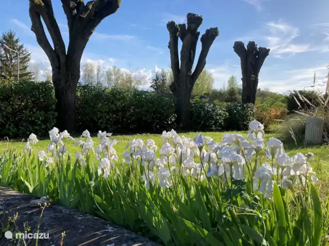 Villa Sainte Marie | France, Allier, Sanssat - maison de vacances Jardin de devant au début du printemps