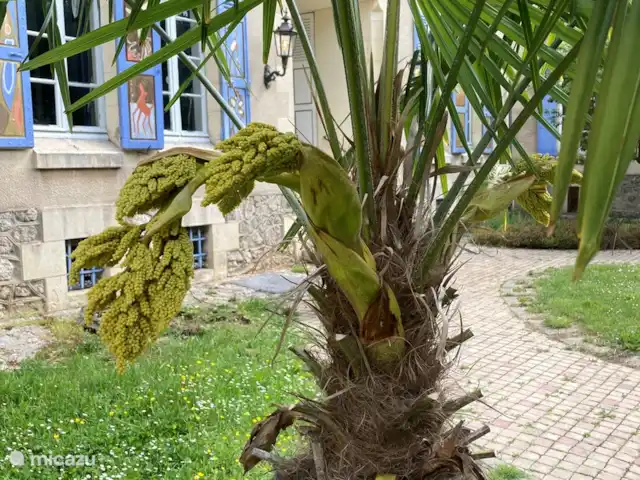 Villa Sainte Marie | France, Allier, Sanssat - maison de vacances Palmier en fleurs