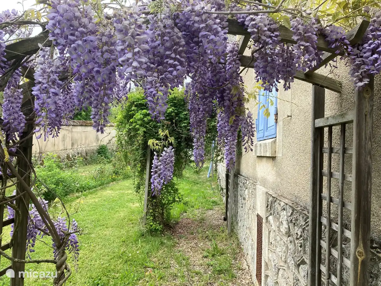 Wisteria on the side of the house