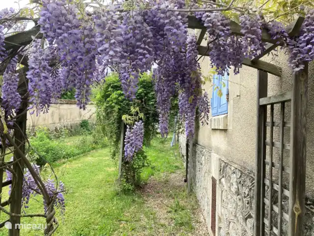 Villa Sainte Marie | France, Allier, Sanssat - maison de vacances Glycine sur le côté de la maison