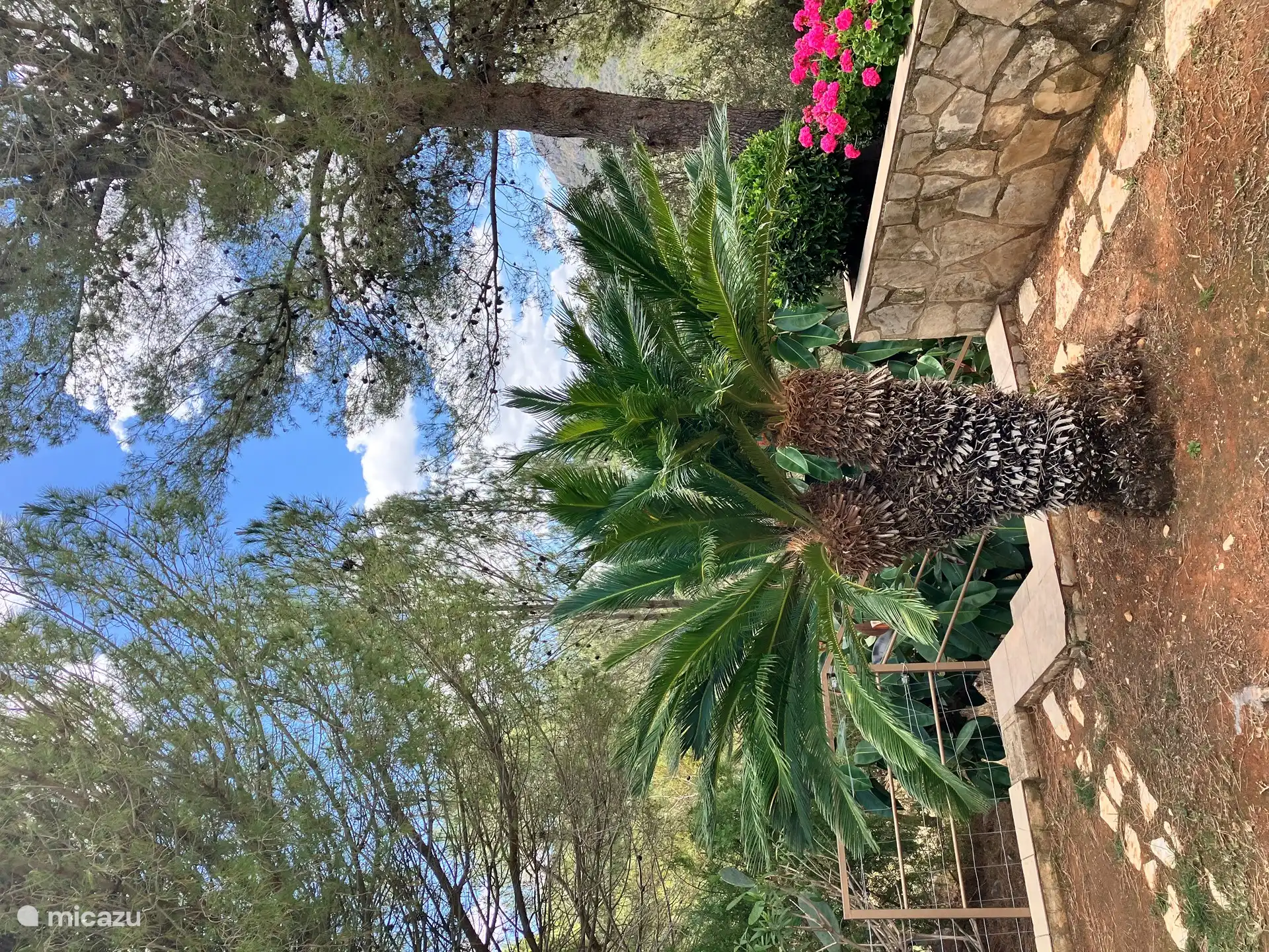 Der zweite König Palm