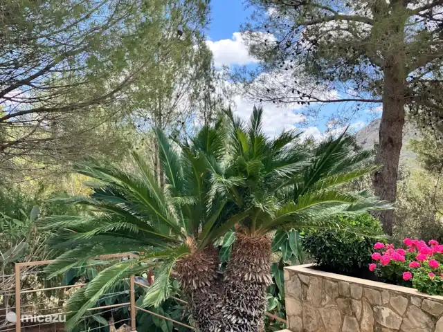 Location de Vacances Espagne, Costa de Valencia, Barx, villa - Villa Las Rocas La deuxième palme royale