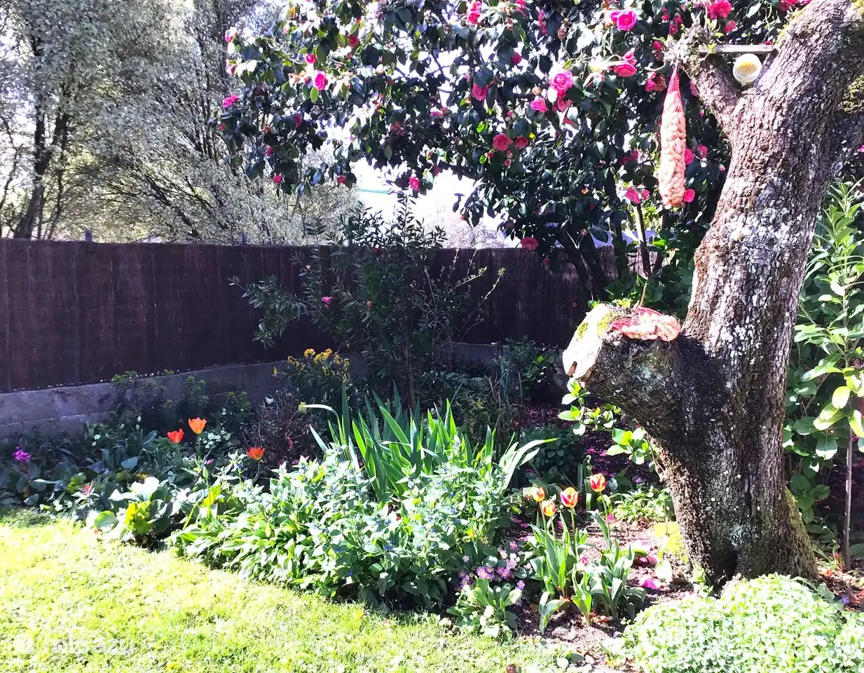 The flower part of the garden, with a pear tree in the foreground