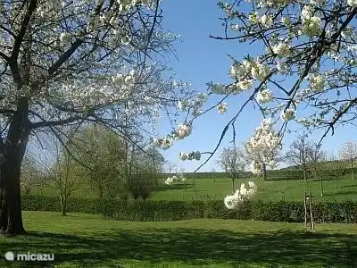 In unserem Obstgarten stehen hoch, Obstbäume wie Apfel, Birne, Kirsche, Pflaume, Walnuss-und Kastanienbäume.