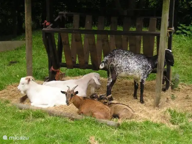 leuke kinderboerderij met speeltuin op het park.
Verder een midgetgolf baan, tennisbaan, beach volleybal veld en een eetcafé 