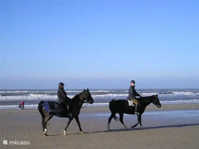 fantastische paardrijmogelijkheden (ook huur en onder begeleiding) in bos en duinen en over het strand