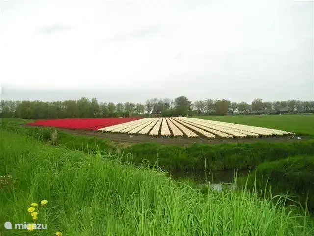 prachtige bollenvelden in het voorjaar in de directe omgeving.