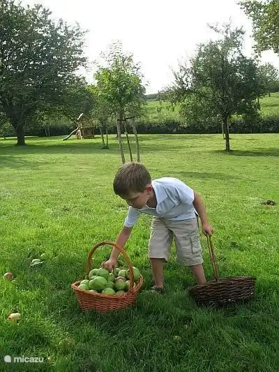 Son Niek sammelt Äpfel