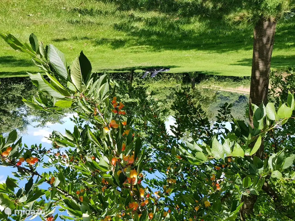 In unserem grünen Obstgarten können Sie - inmitten der Obstbäume - eine wunderschöne Aussicht und eine Oase der Ruhe genießen!