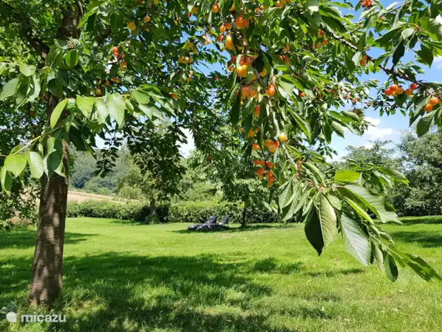 Buitenverblijf `t Herfse - 3 | Pays-Bas, Limbourg, Malines - ferme Nous avons aménagé différents espaces lounge et détente dans notre verger verdoyant. Ici, vous pourrez profiter de belles vues et d'une oasis de tranquillité au milieu des arbres fruitiers en toute intimité !...