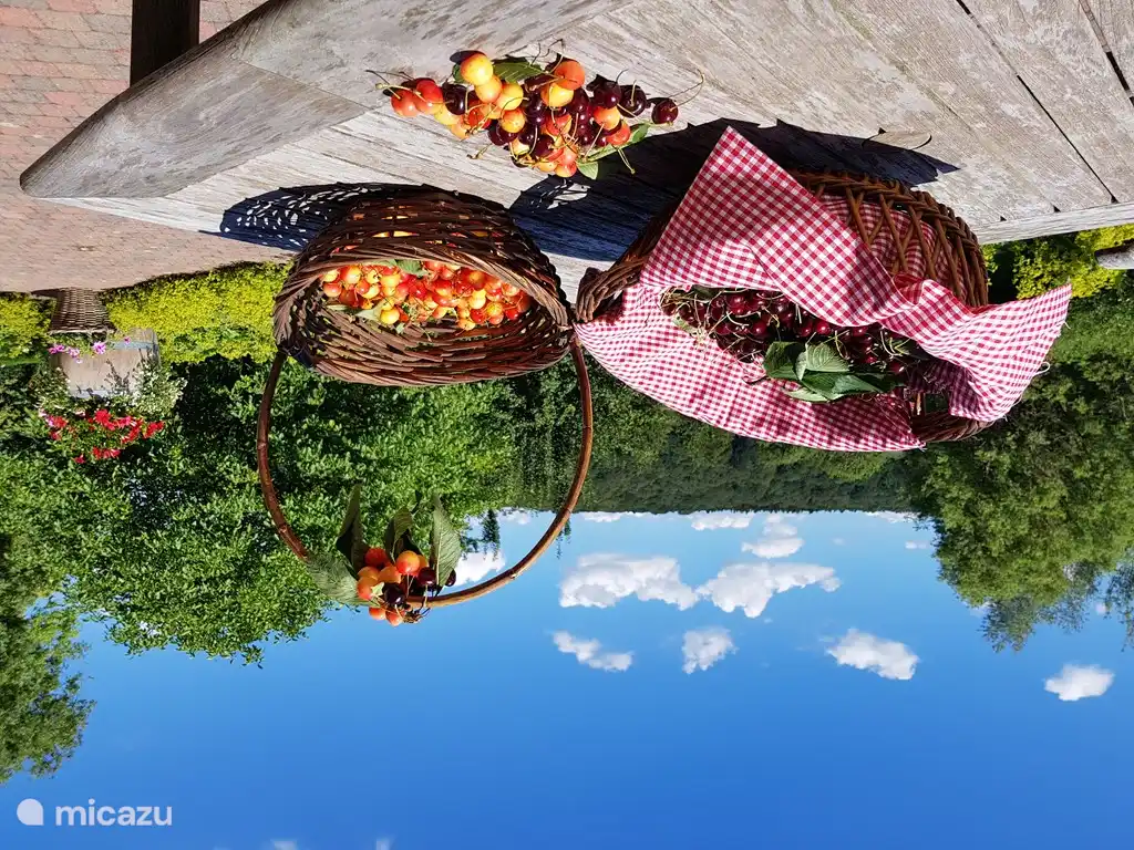 Kirschen im Juni ... Wenn die Früchte reif sind, können Sie so viele pflücken, wie Sie möchten. Die Körbe stehen für Sie bereit!