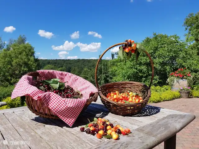 Buitenverblijf `t Herfse - 3 | Pays-Bas, Limbourg, Malines - ferme Cerises en juin... lorsque les fruits sont mûrs, vous pouvez cueillir et ramasser autant que vous le souhaitez.
Les paniers de cueillette sont alors prêts pour vous !...