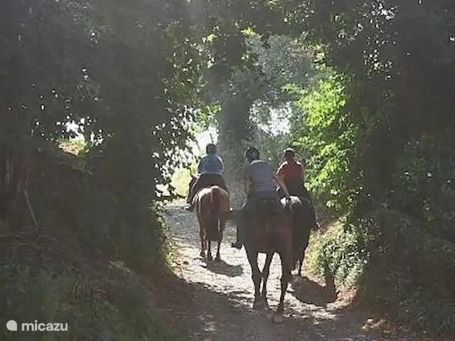 Buitenverblijf `t Herfse - 3 | Pays-Bas, Limbourg, Malines - ferme Sur le sentier de randonnée entre Schweiberg et Epen (près de notre ferme).