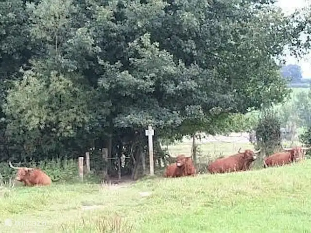Buitenverblijf `t Herfse - 3 | Pays-Bas, Limbourg, Malines - ferme Balade libre sur routes et chemins...