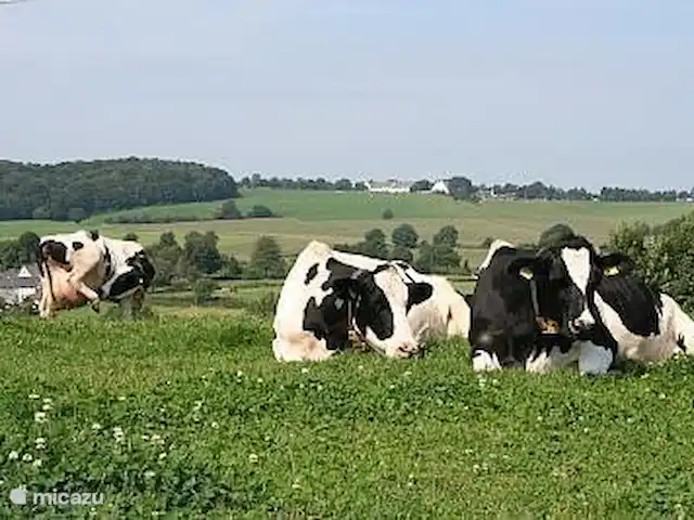 Buitenverblijf `t Herfse - 3 | Pays-Bas, Limbourg, Malines - ferme Les vaches profitent aussi du calme, de l'espace et bien sûr de la belle vue !