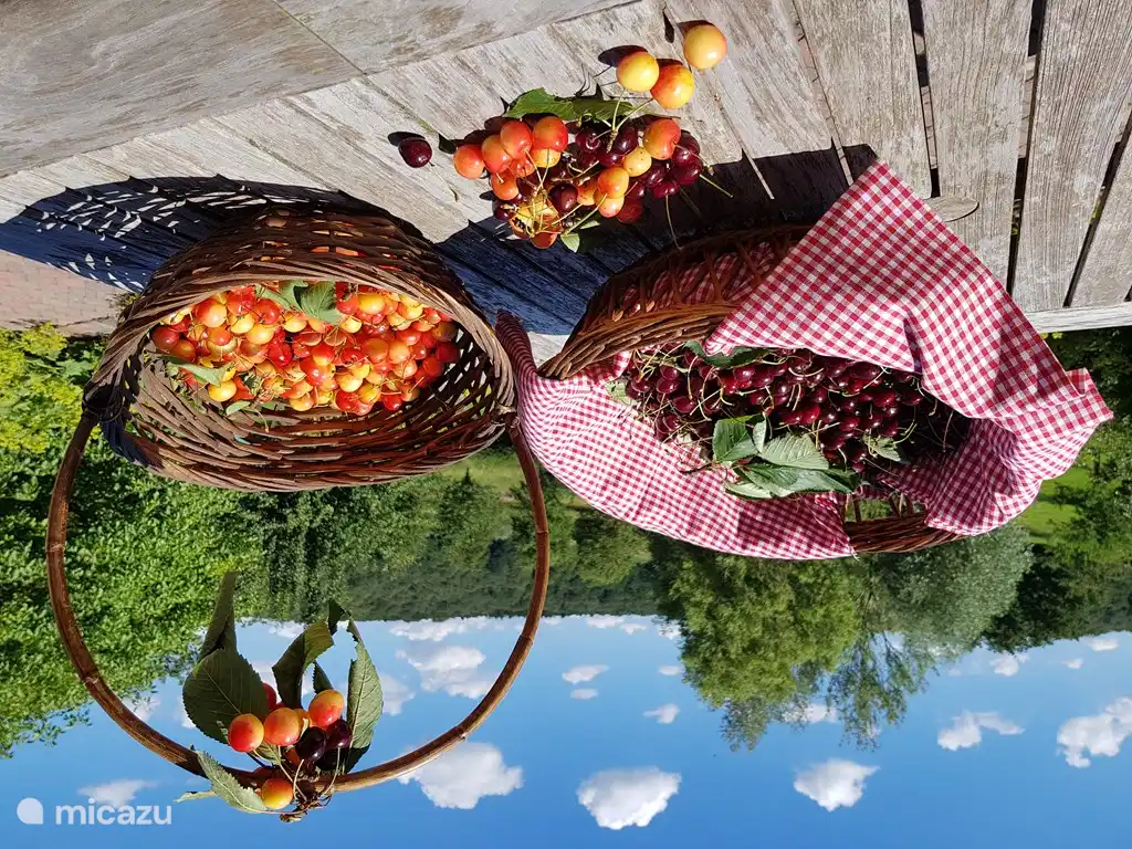 Kersen in juni ... wanneer het fruit rijp is, mag u zoveel plukken en rapen als u wil. 
De plukmanden staan dan voor u klaar!