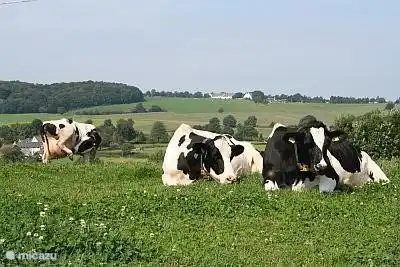 Die Kühe genießen die Ruhe und natürlich die atemberaubende Aussicht.