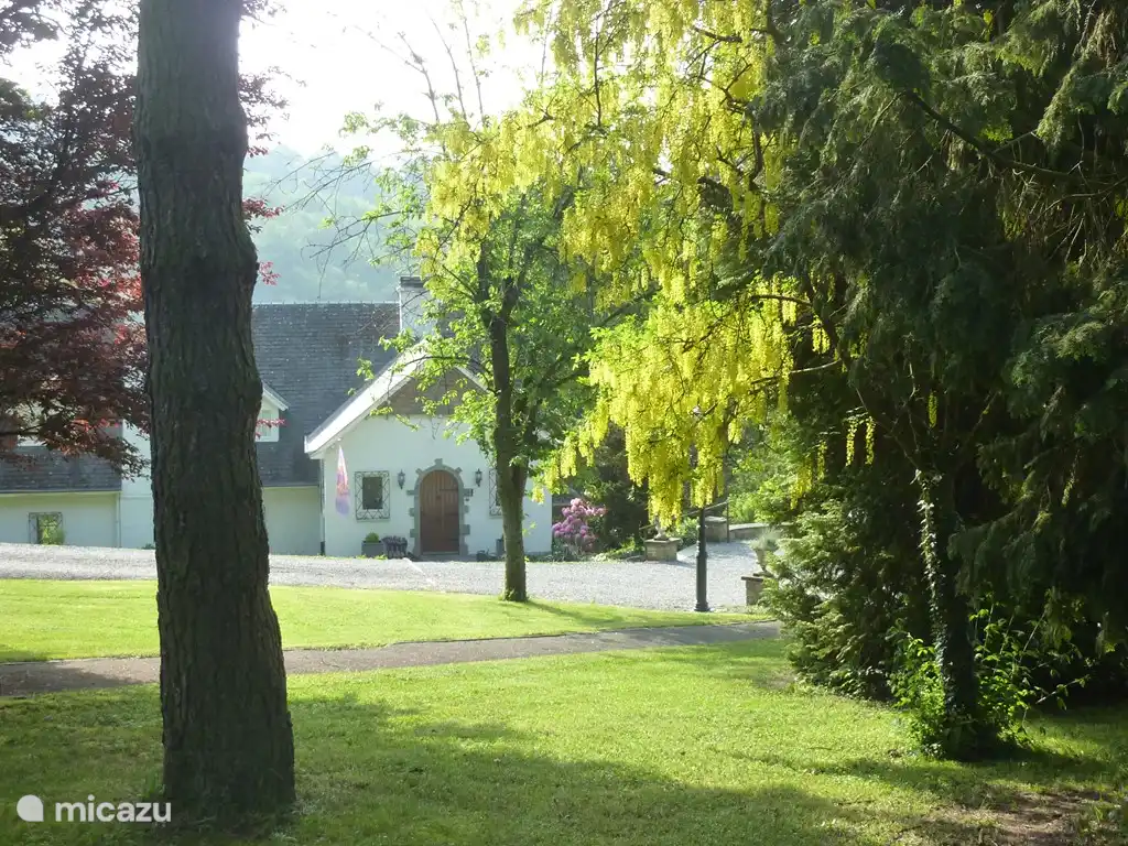 Goldener Regen im Park