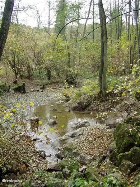 Die Gründe des Ecureuil. Wenn Sie ein Frühaufsteher sind, können Sie Hirsche, Dachs, Füchse und Wildschweine treffen.