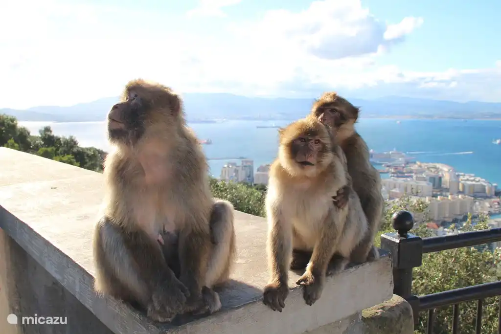 Gribraltar Monkey Rock