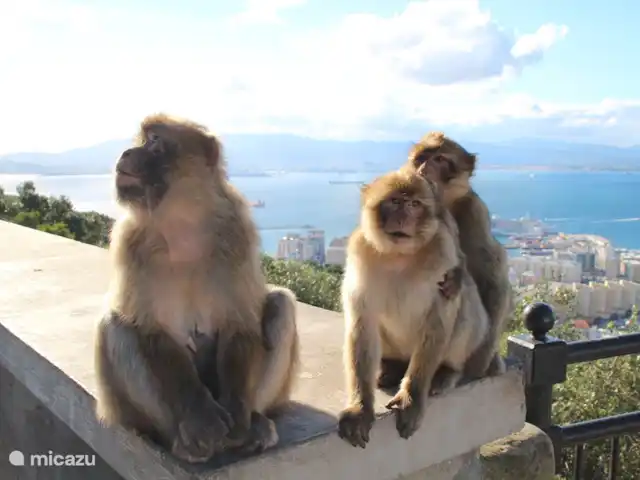 La Quinta Marbella / Benahavis | Espagne, Costa del Sol, Marbella - appartement Rocher des singes de Gibraltar