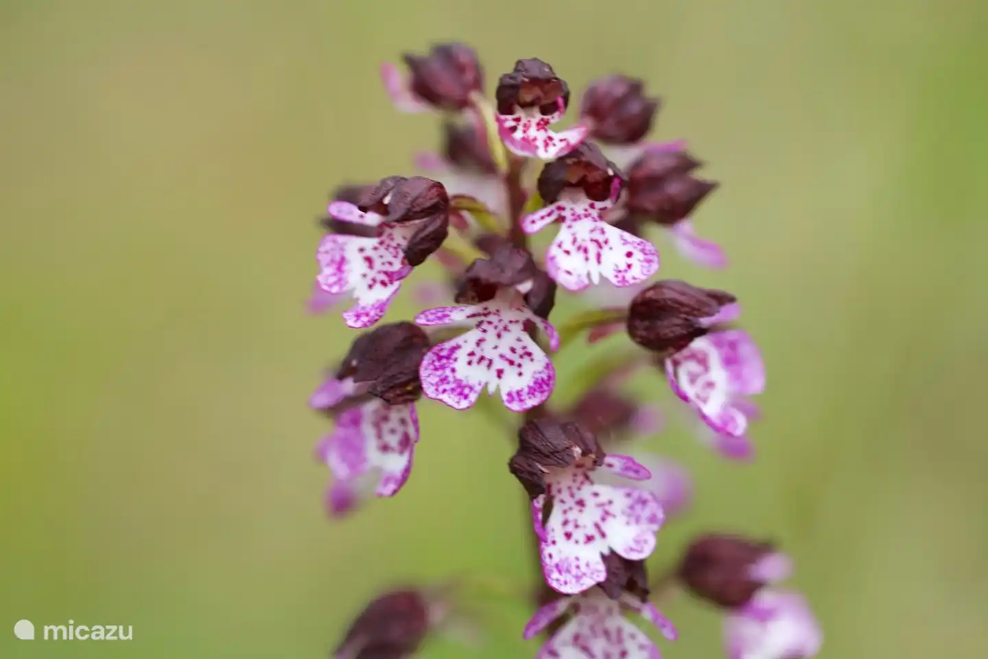 Die männliche Orchidee entlang des Maspad.