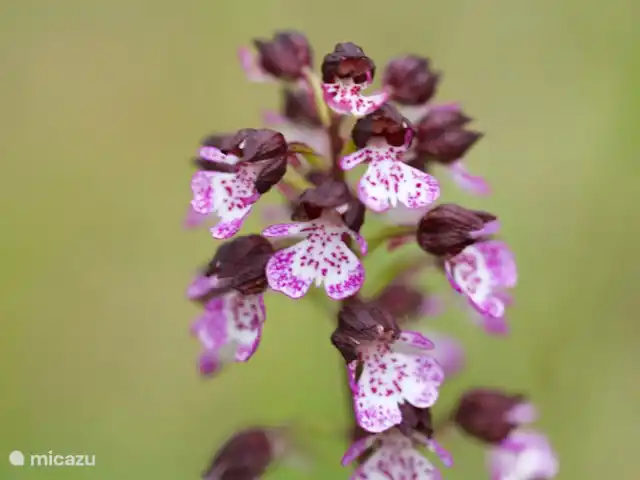 Location de Vacances France, Gard, Molières-sur-Cèze, maison de vacances - Maison 4 saisons pour 6 personnes L'orchidée mâle le long du maspad.