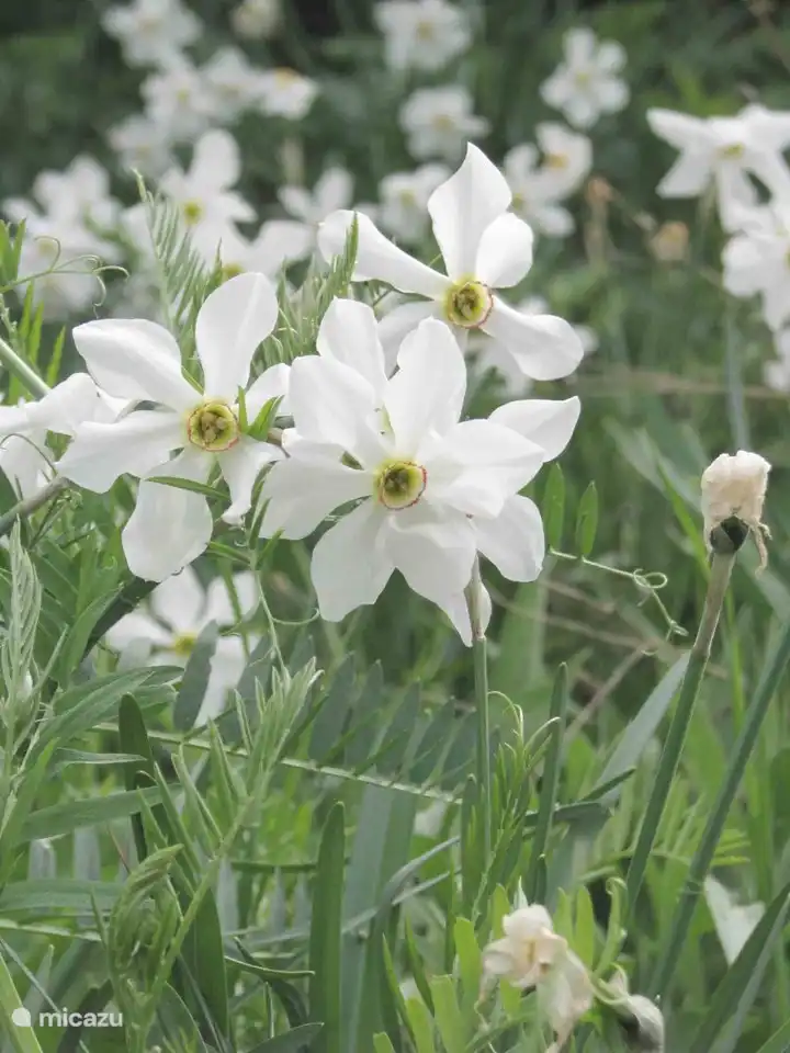 Die wilden Narzissen winken uns zu.