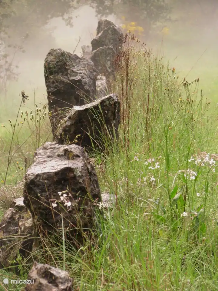 Tau während eines morgendlichen Spaziergangs.