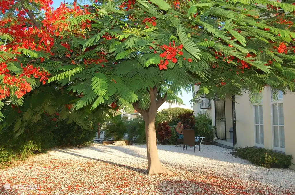 Der Hinterhof, kühl im Schatten und Wind