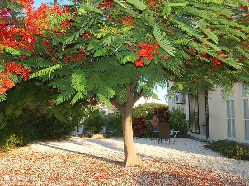 Vakantiehuis Curaçao, Curacao-Midden, Piscadera Villa Villa Royal Palm 42A